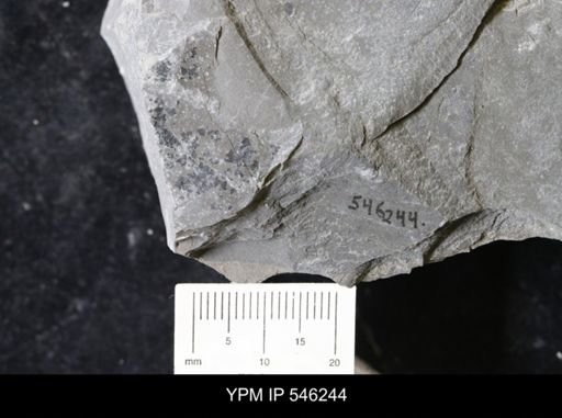 undet. Eurypterida