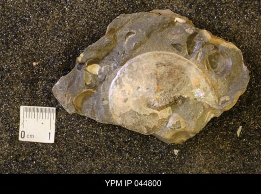 Sphenodiscus lenticularis