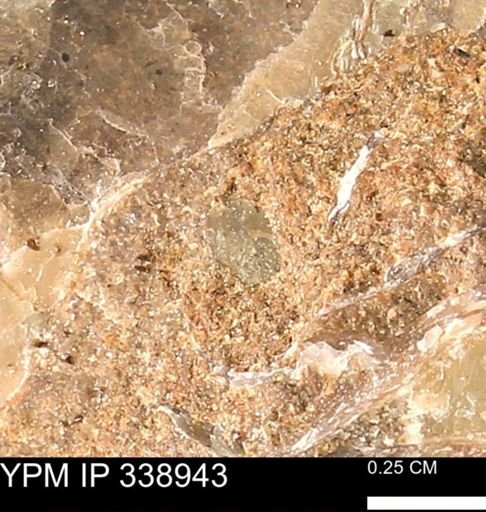 undet. Bivalvia