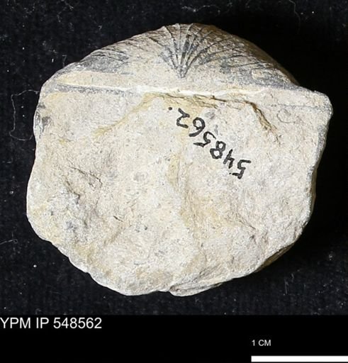 Stropheodonta inflexa?