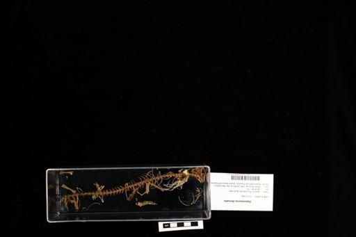 Dipsosaurus dorsalis