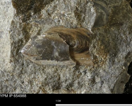 undet. Lingulida