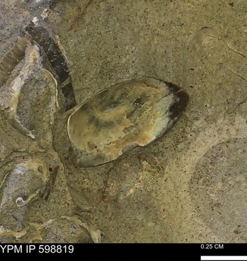 undet. Mollusca