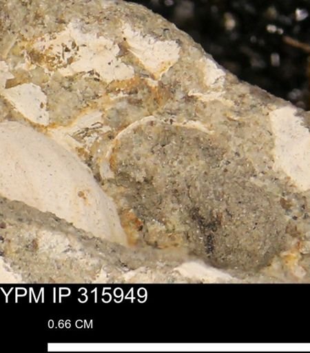 undet. Mollusca