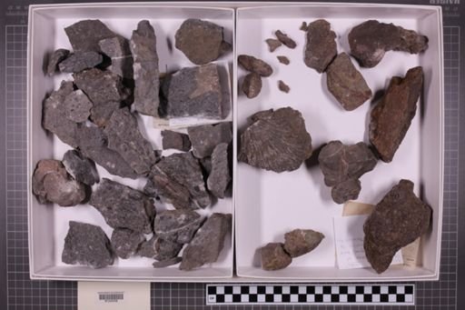 mixed taxa, stratigraphic collection
