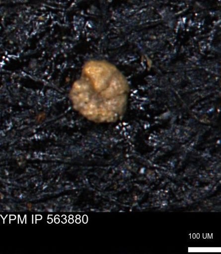 Alveolophragmium linki