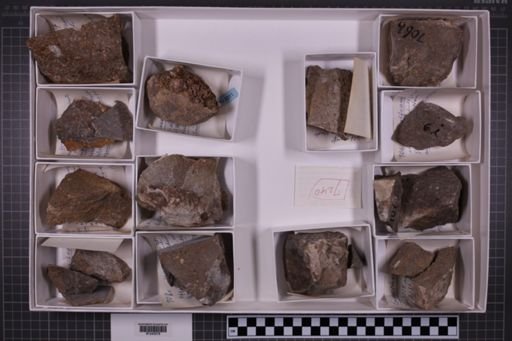 mixed taxa, stratigraphic collection