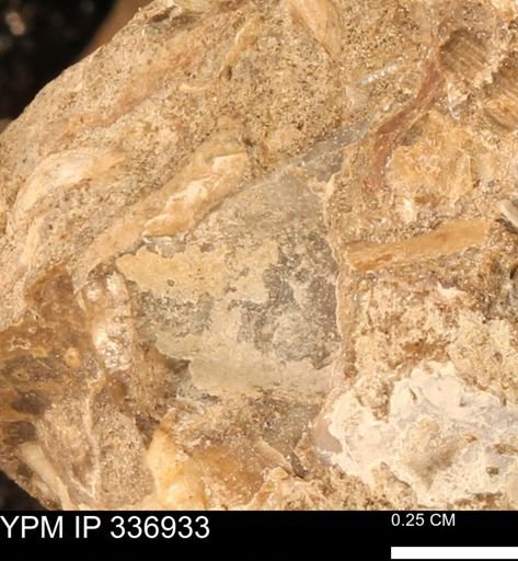 undet. Mollusca