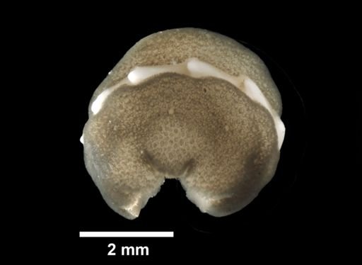 Polyplacophora