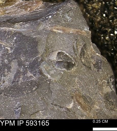 undet. Bivalvia