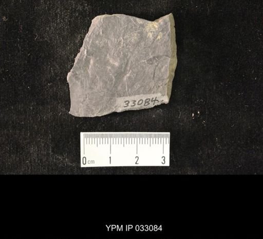 Mormolucoides articulatus