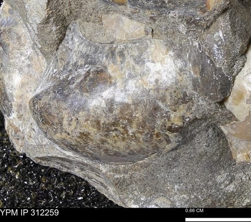 Phelopteria linguaeformis