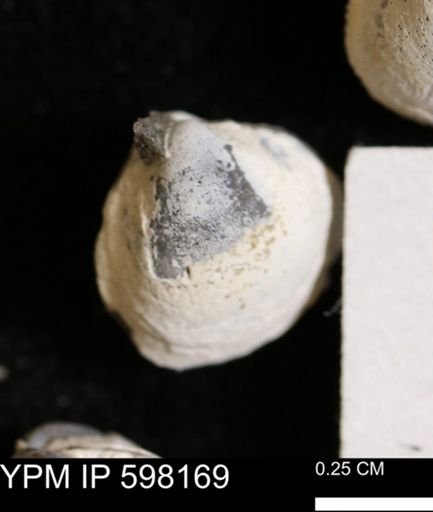 Limopsis striatopunctatus