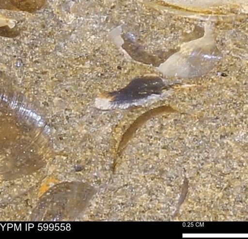 Protocardia subquadrata