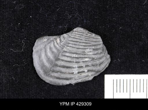 Grammysioidea alveata