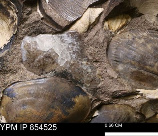Phelopteria linguaeformis?