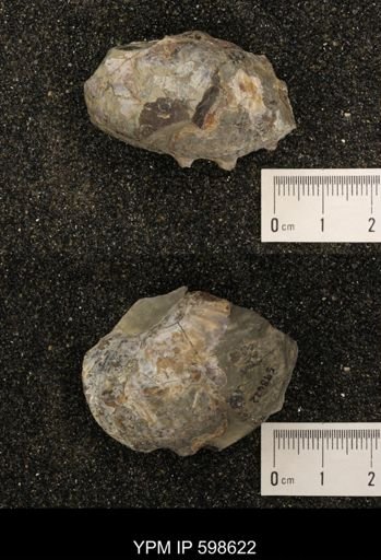 Hoploscaphites sp.
