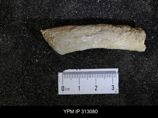 undet. Mollusca