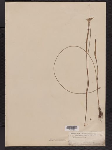 Moraea