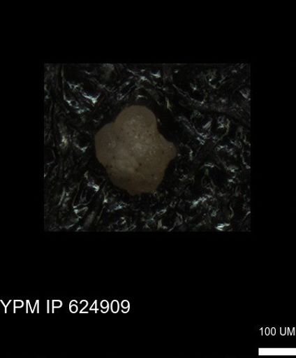 undet. Foraminiferida
