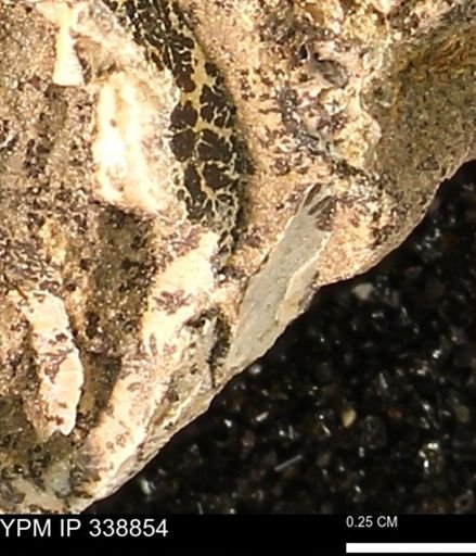 undet. Bivalvia