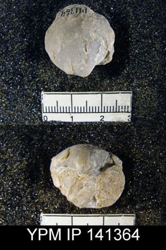 Spirigerella grandis