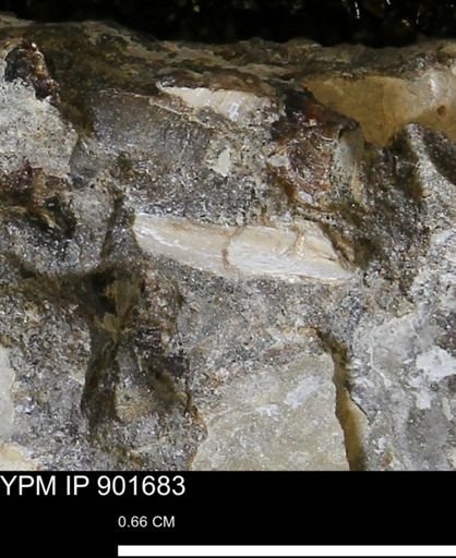Inoceramus sp.