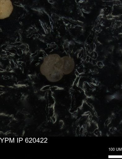 undet. Rugoglobigerinidae