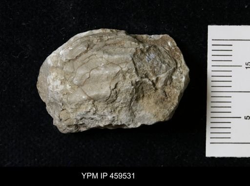 Meekella striatocostata
