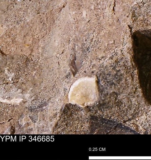 undet. Mollusca