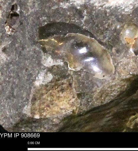 undet. Mollusca
