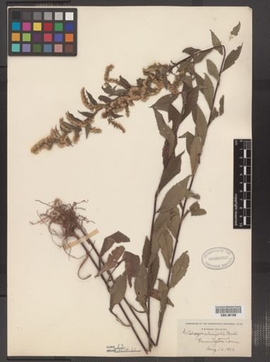 Solidago ulmifolia