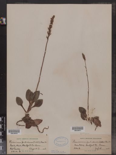 Peramium pubescens