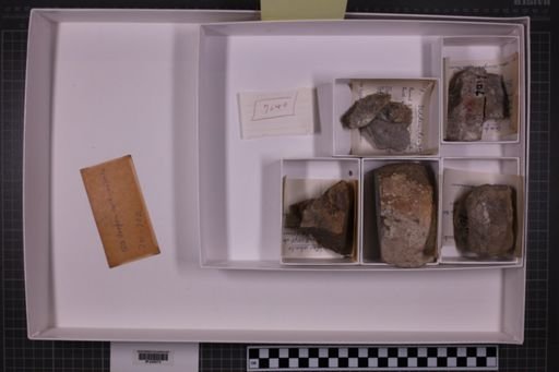 mixed taxa, stratigraphic collection