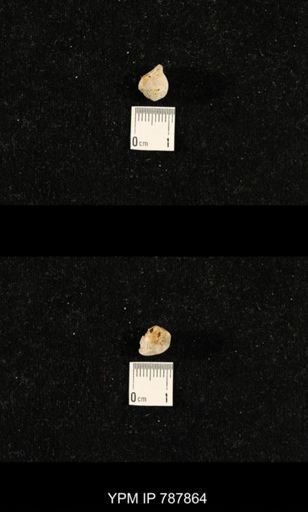 undet. Brachiopoda
