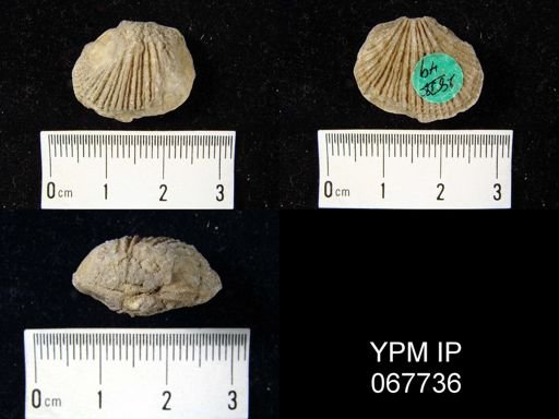 Orthostrophia strophomenoides