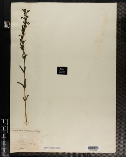 Plantae