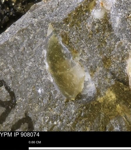 undet. Mollusca