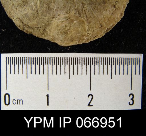 Crania famelica