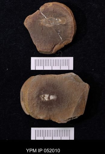 Anthracaris gracilis
