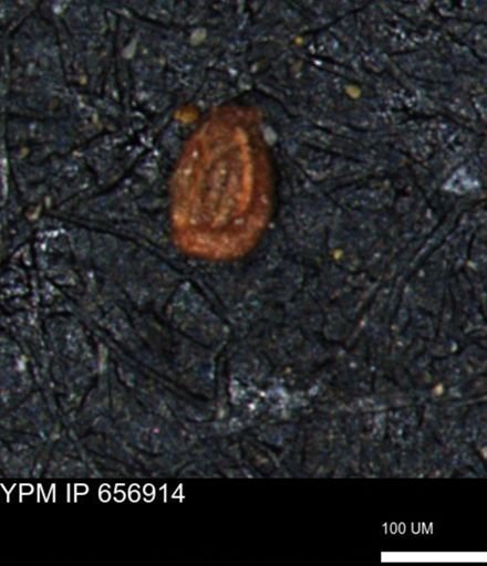 Miliammina inflata