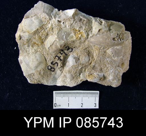 Streptorhynchus affine