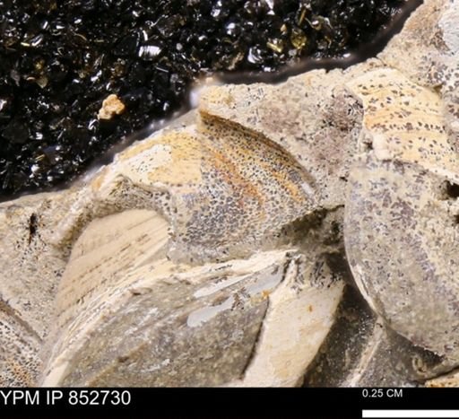 Limopsis striatopunctatus