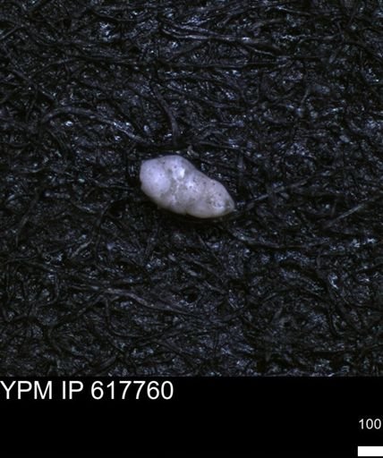 undet. Foraminiferida