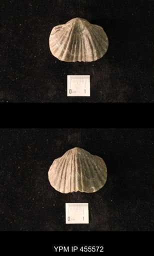 Platystrophia ponderosa