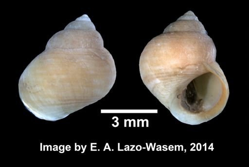 Littorina saxatilis