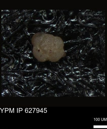 undet. Foraminiferida