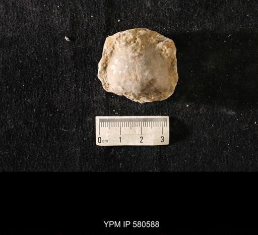 Strophomena sp.