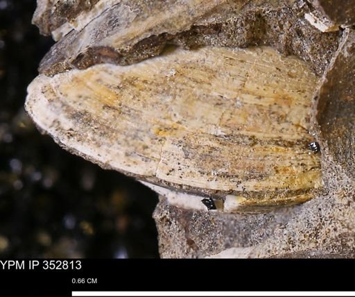 undet. Bivalvia
