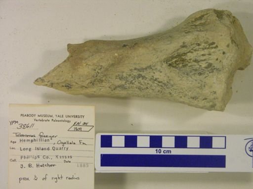 Teleoceras fossiger